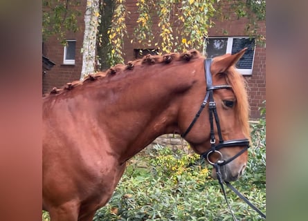 Sonstige Rassen, Wallach, 6 Jahre, 155 cm, Fuchs