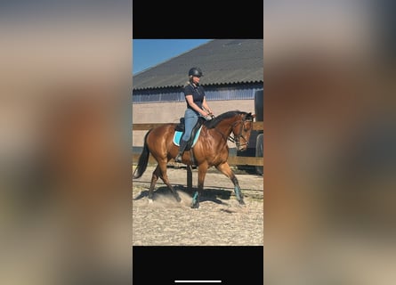Sonstige Rassen, Wallach, 6 Jahre, 158 cm, Brauner