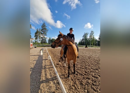 Sonstige Rassen, Wallach, 6 Jahre, 165 cm
