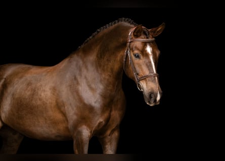 Sonstige Rassen, Wallach, 7 Jahre, 147 cm, Dunkelfuchs