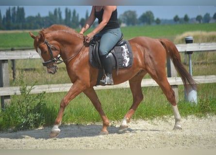 Sonstige Rassen, Wallach, 7 Jahre, 147 cm, Fuchs