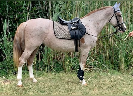 Sonstige Rassen Mix, Wallach, 7 Jahre, 151 cm, Roan-Red