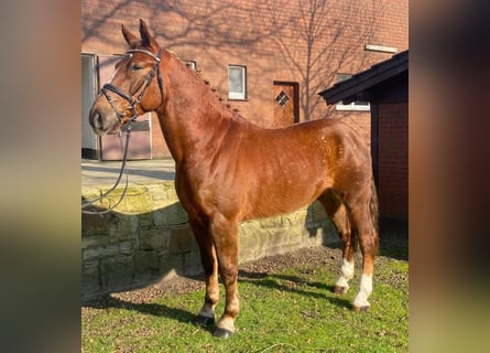 Sonstige Rassen, Wallach, 7 Jahre, 155 cm, Fuchs