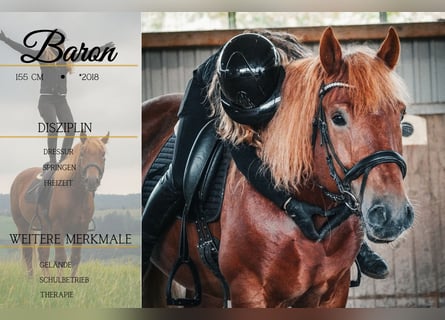 Sonstige Rassen Mix, Wallach, 7 Jahre, 155 cm, Fuchs