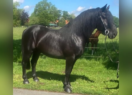 Sonstige Rassen, Wallach, 7 Jahre, 156 cm, Rappe