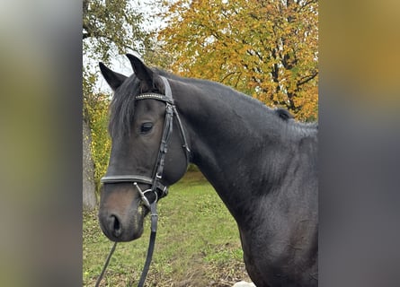 Sonstige Rassen Mix, Wallach, 7 Jahre, 158 cm, Rappe