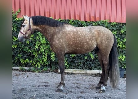 Sonstige Rassen Mix, Wallach, 7 Jahre, 160 cm, Schimmel