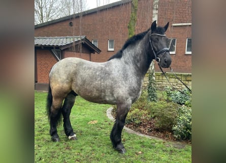 Sonstige Rassen, Wallach, 7 Jahre, 160 cm, Schimmel