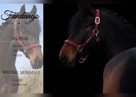 Sonstige Rassen, Wallach, 7 Jahre, 162 cm, Schwarzbrauner