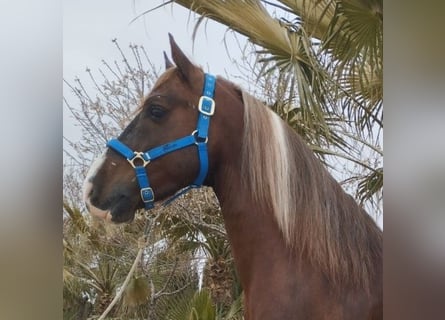 Sonstige Rassen Mix, Wallach, 8 Jahre, 149 cm, Overo-alle-Farben