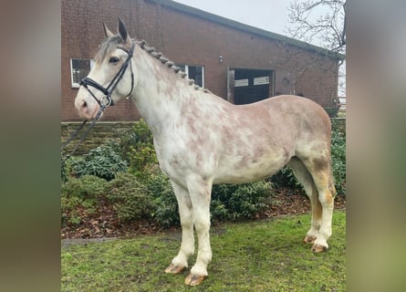 Sonstige Rassen, Wallach, 8 Jahre, 163 cm, Schecke