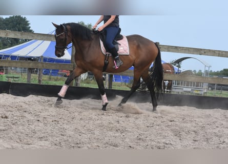 Sonstige Rassen, Wallach, 8 Jahre, 172 cm
