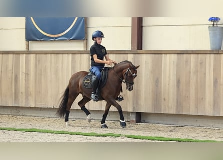 Sonstige Rassen, Wallach, 9 Jahre, 124 cm
