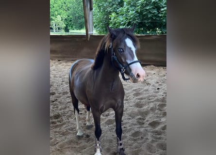 Sonstige Rassen, Wallach, 9 Jahre, 130 cm, Rappe