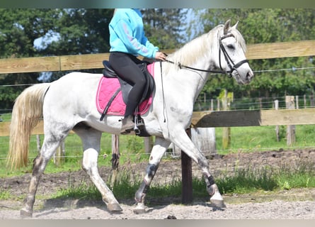 Sonstige Rassen, Wallach, 9 Jahre, 151 cm, Schimmel