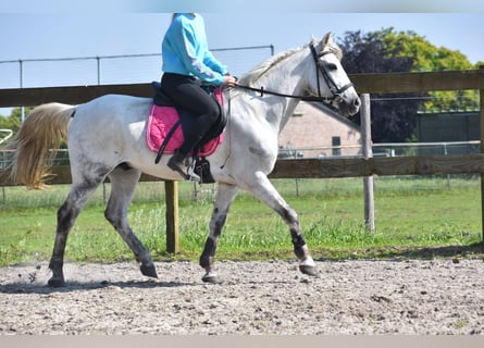 Sonstige Rassen, Wallach, 9 Jahre, 152 cm, Schimmel