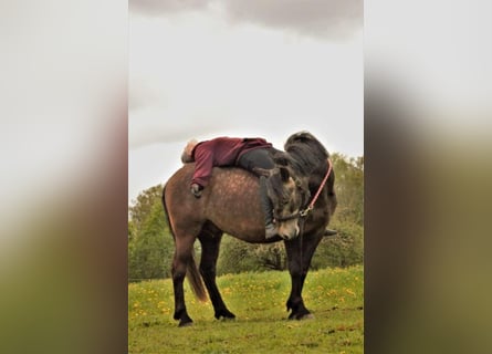 Sonstige Rassen, Wallach, 9 Jahre, 156 cm