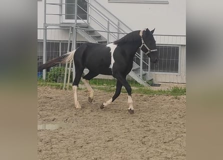 Sonstige Rassen Mix, Wallach, 9 Jahre, 157 cm, Schecke