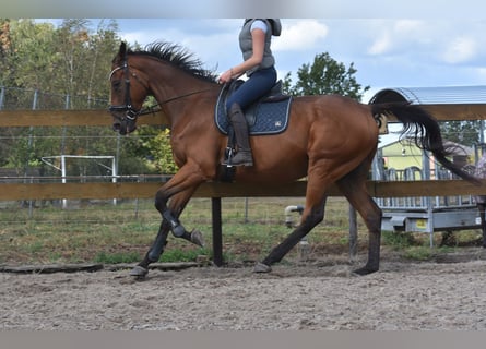 Sonstige Rassen, Wallach, 9 Jahre, 173 cm, Brauner