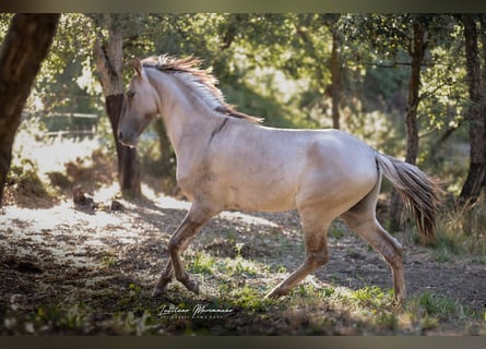 Sorraia, Stallone, 3 Anni, 135 cm, Grullo