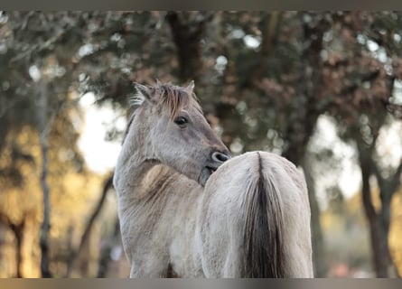 Sorraia, Stallone, 3 Anni, 135 cm, Grullo