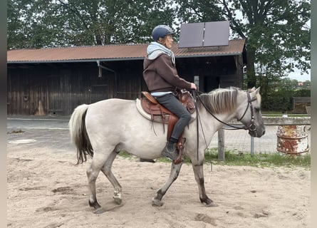 Sorraia, Wallach, 18 Jahre, 139 cm