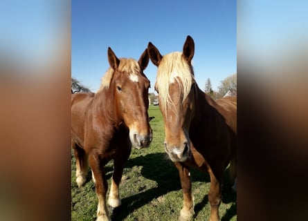 South German Coldblood, Gelding, 20 years, 16,3 hh, Chestnut-Red