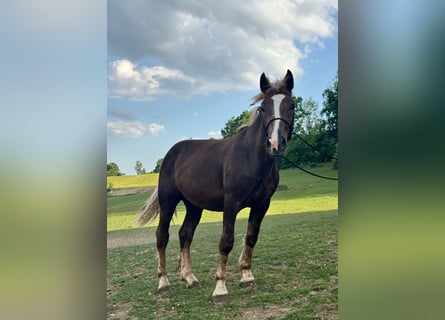 South German Coldblood, Gelding, 2 years, 16.1 hh, Brown