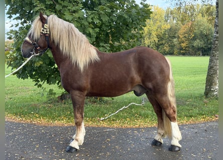 South German Coldblood, Gelding, 2 years, 16.1 hh, Chestnut