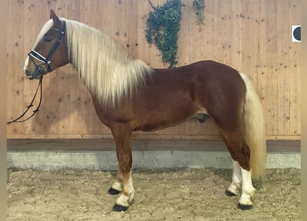 South German Coldblood, Gelding, 3 years, 15,1 hh, Chestnut-Red