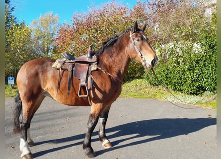 South German Coldblood, Mare, 5 years, 16 hh, Brown