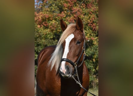 South German Coldblood, Stallion, 3 years, 16 hh, Chestnut