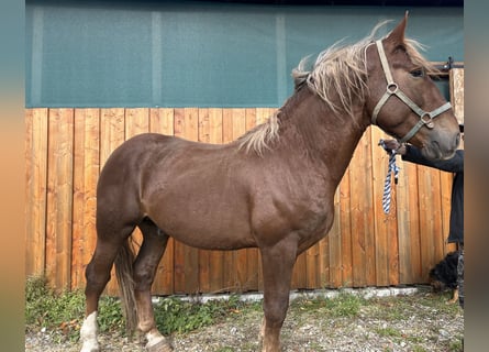 South German Coldblood, Stallion, 3 years, 16,2 hh, Chestnut