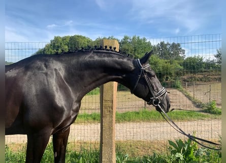 Spaans sportpaard, Hengst, 11 Jaar, 168 cm, Zwart