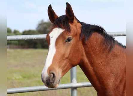 Spaans sportpaard, Hengst, 1 Jaar, Bruin