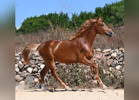Spaans sportpaard, Hengst, 2 Jaar, 170 cm, Vos