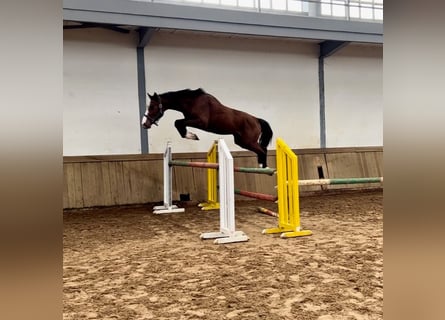 Spaans sportpaard, Hengst, 3 Jaar, 170 cm, Brauner