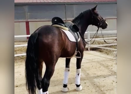 Spaans sportpaard, Hengst, 5 Jaar, 166 cm, Brauner