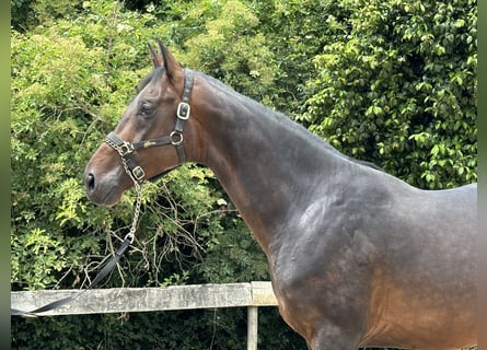 Spaans sportpaard, Hengst, 5 Jaar, 168 cm, Brauner