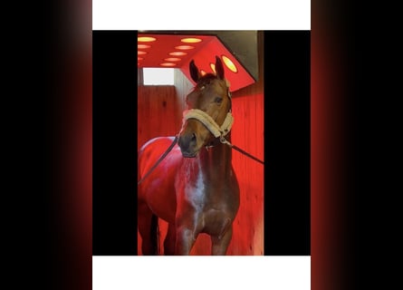 Spaans sportpaard, Hengst, 6 Jaar, 168 cm, Brauner