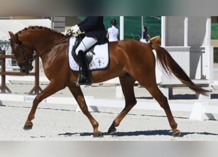 Spaans sportpaard Mix, Hengst, 7 Jaar, 164 cm, Brauner