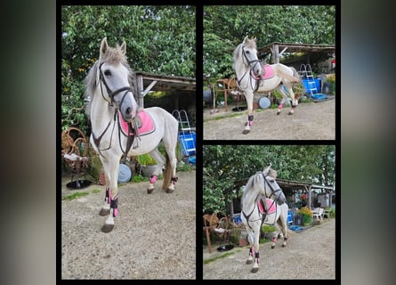 Spaans sportpaard Mix, Merrie, 10 Jaar, 158 cm, Blauwschimmel