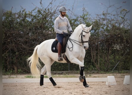 Spaans sportpaard, Merrie, 13 Jaar, 165 cm, Schimmel