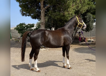 Spaans sportpaard, Merrie, 14 Jaar, 168 cm, Donkere-vos