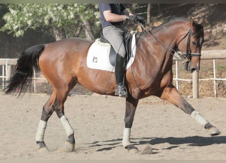 Spaans sportpaard, Merrie, 18 Jaar, 170 cm, Roodbruin