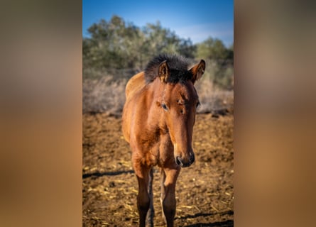 Spaans sportpaard Mix, Merrie, 1 Jaar, 130 cm, Bruin