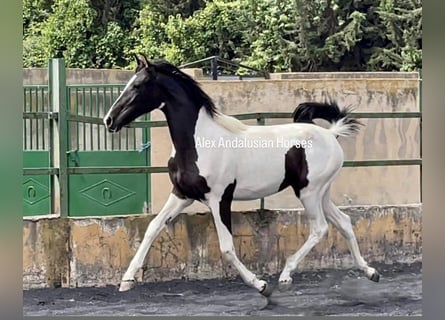 Spaans sportpaard, Merrie, 1 Jaar, 150 cm, Gevlekt-paard