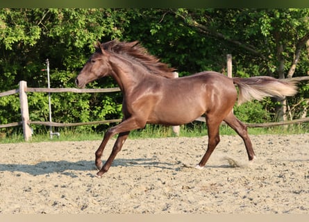 Spaans sportpaard, Merrie, 1 Jaar, 151 cm, Zwart