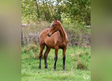 Spaans sportpaard, Merrie, 1 Jaar, 155 cm, Bruin