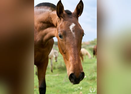 Spaans sportpaard, Merrie, 1 Jaar, 155 cm, Bruin